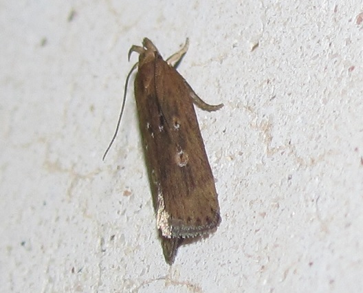 Helcystogramma triannulella (Gelechiidae)